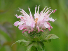 Monarda 'Fishes' Bergamotplant bestellen